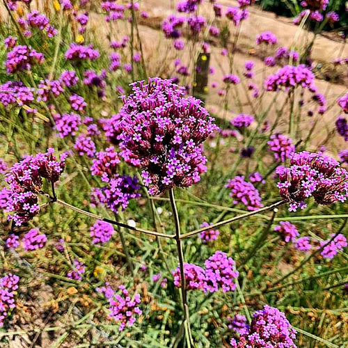 Verbena Bonariensis Arbusto Ornamental 2