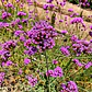 Verbena Bonariensis Arbusto Ornamental - Miniatura 2