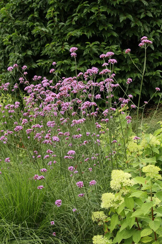Verbena Bonariensis Arbusto Ornamental 3