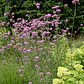 Verbena Bonariensis Arbusto Ornamental - Miniatura 3