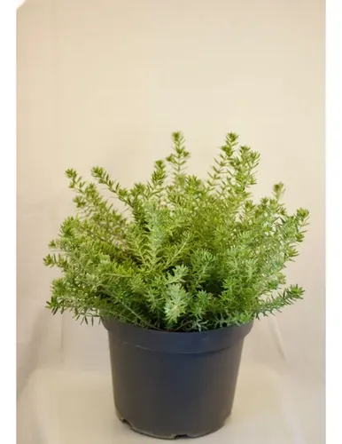 Westringia Arbusto Ornamental 1