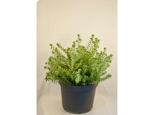 Westringia Arbusto Ornamental