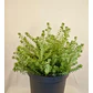 Westringia Arbusto Ornamental - Miniatura 1