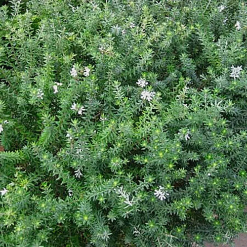 Westringia Arbusto Ornamental 2