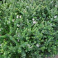 Westringia Arbusto Ornamental - Miniatura 2