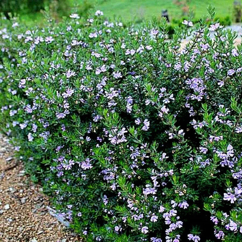 Westringia Arbusto Ornamental 3
