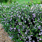 Westringia Arbusto Ornamental - Miniatura 3