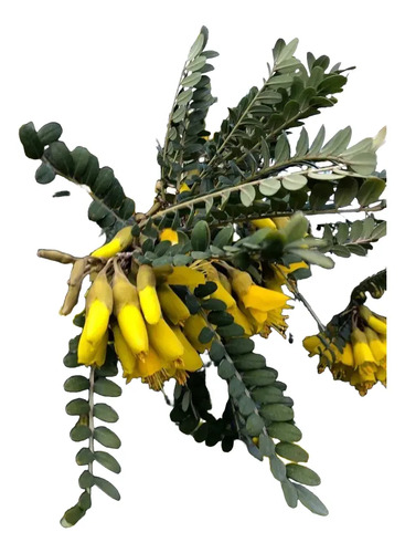 Pelu Pelu Sophora Cassioides Árbol Nativo 2mt 1