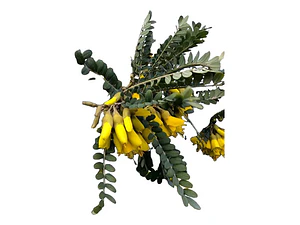Pelu Pelu Sophora Cassioides Árbol Nativo 2mt