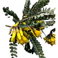 Pelu Pelu Sophora Cassioides Árbol Nativo 2mt - Miniatura 1