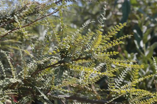Pelu Pelu Sophora Cassioides Árbol Nativo 2mt 2