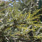 Pelu Pelu Sophora Cassioides Árbol Nativo 2mt - Miniatura 2