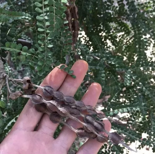 Pelu Pelu Sophora Cassioides Árbol Nativo 2mt 3