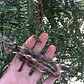 Pelu Pelu Sophora Cassioides Árbol Nativo 2mt - Miniatura 3