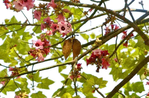 Brachichito Discolor Sterculia Rosada Arbol Ornamental  2 Mt 1