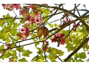 Brachichito Discolor Sterculia Rosada Arbol Ornamental  2 Mt