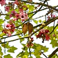 Brachichito Discolor Sterculia Rosada Arbol Ornamental  2 Mt - Miniatura 1