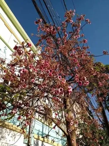 Brachichito Discolor Sterculia Rosada Arbol Ornamental  2 Mt 4