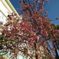 Brachichito Discolor Sterculia Rosada Arbol Ornamental  2 Mt - Miniatura 4