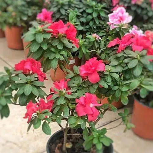 Azalea Mediana Planta Ornamental 1