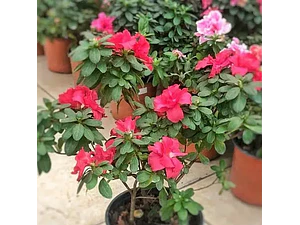 Azalea Mediana Planta Ornamental