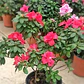 Azalea Mediana Planta Ornamental - Miniatura 1