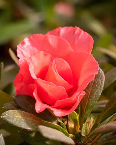 Azalea Mediana Planta Ornamental 2