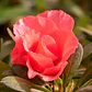 Azalea Mediana Planta Ornamental - Miniatura 2