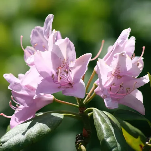 Azalea Mediana Planta Ornamental 3