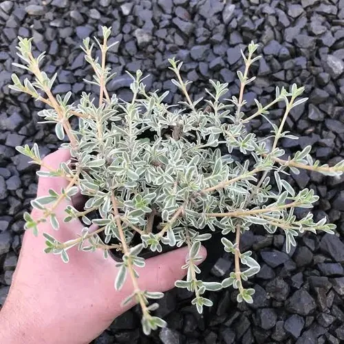 Coprosma Kirki Variegado Arbusto Ornamental 1