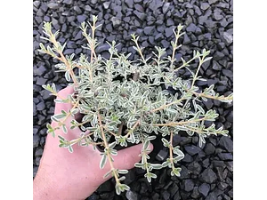 Coprosma Kirki Variegado Arbusto Ornamental