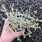 Coprosma Kirki Variegado Arbusto Ornamental - Miniatura 1