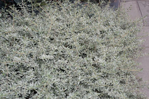 Coprosma Kirki Variegado Arbusto Ornamental 2