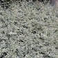 Coprosma Kirki Variegado Arbusto Ornamental - Miniatura 2