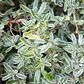 Coprosma Kirki Variegado Arbusto Ornamental - Miniatura 3