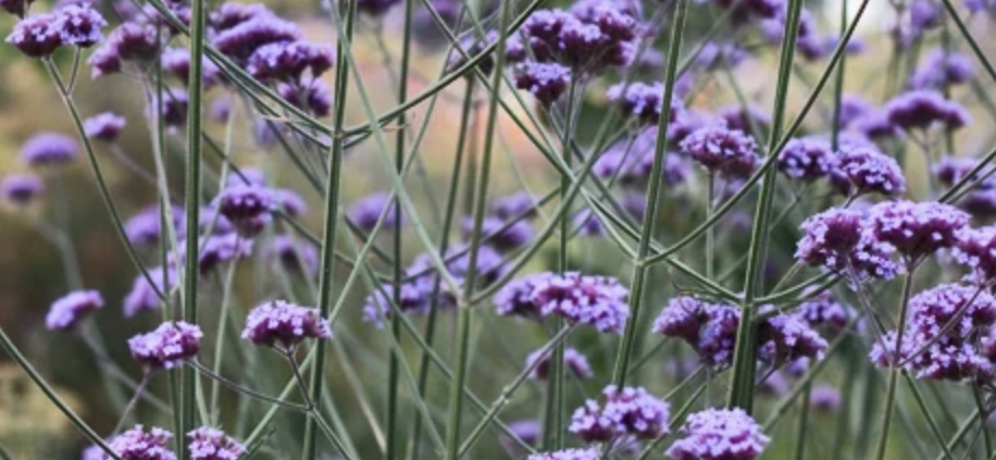 Verbena bonariensis: la planta que aporta color, vida y movimiento al jardín