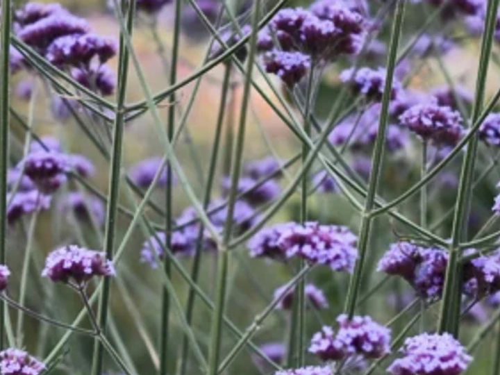 Verbena bonariensis: la planta que aporta color, vida y movimiento al jardín