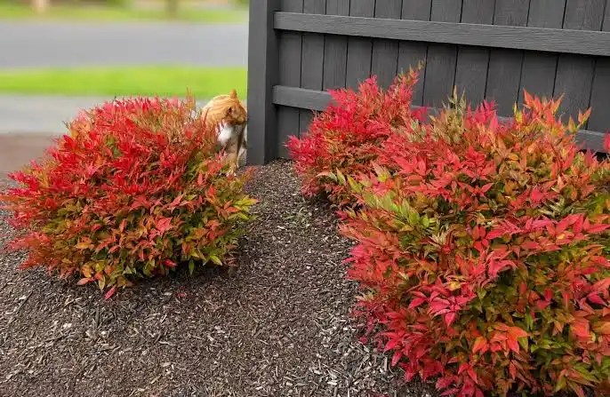 Nandina doméstica: la planta que regala color en cada estación