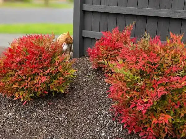 Nandina doméstica: la planta que regala color en cada estación