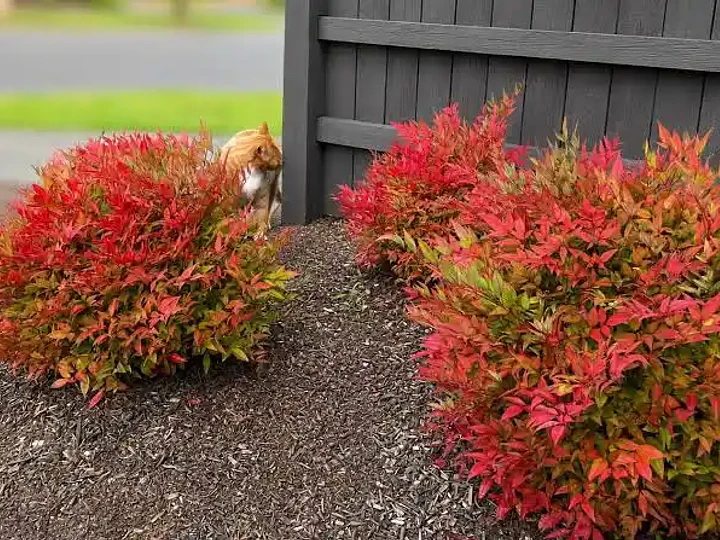 Nandina doméstica: la planta que regala color en cada estación