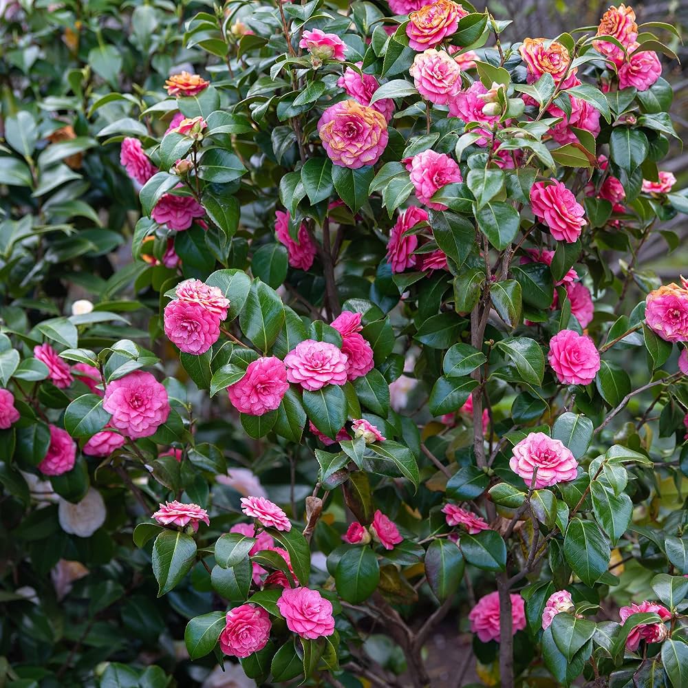 Camelia arbusto ornamental de invierno: la reina del jardín que no bota sus hojas y florece en invierno 