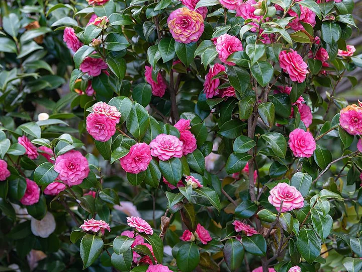 Camelia arbusto ornamental de invierno: la reina del jardín que no bota sus hojas y florece en invierno 