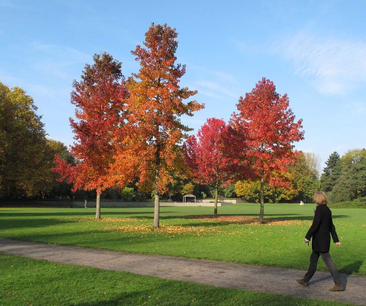 Liquidambar: árbol majestuoso otoñal que da colorido a tu jardín
