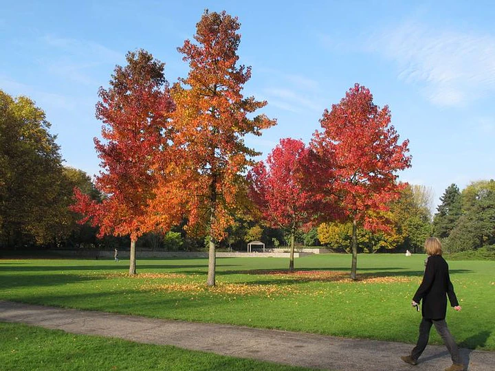 Liquidambar: árbol majestuoso otoñal que da colorido a tu jardín
