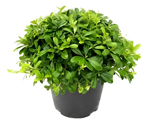 Pittosporum Tobira Nana Arbusto Ornamental Pitosporo enano 1