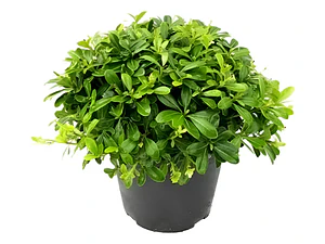 Pittosporum Tobira Nana Arbusto Ornamental Pitosporo enano