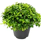 Pittosporum Tobira Nana Arbusto Ornamental Pitosporo enano - Miniatura 1