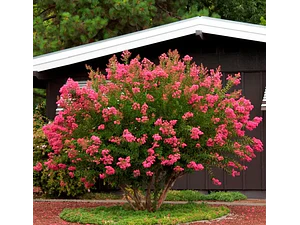 Crespón 1,5 M Árbol De Júpite Ornamental