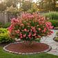 Crespón 1,5 M Árbol De Júpite Ornamental - Miniatura 3