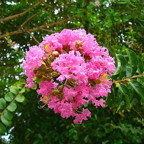 Crespón Enano Fuscia Árbol De Jupiter 1